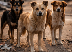 Власти Анапы объяснили порядок работы с безнадзорными животными на курорте