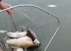 Обеспокоенные анапские рыбаки прислали видео с мёртвой рыбой в Темрюкском районе