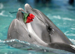 Дельфин Тихон из Анапы уехал «женихаться» – в Набережные Челны