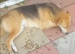  Анапчане возмущены: возле санатория "Парус" третий день травят собак