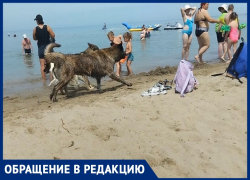 Гости курорта обратились к мэру с просьбой убрать бродячих собак с пляжа