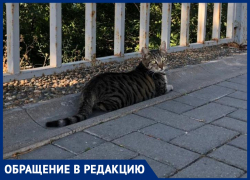 "Бессердечные": анапчане категорически против запрета на кормление бездомных животных