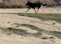 В Анапе неизвестный мужчина отстреливает собак