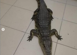 В Витязево у фотографов изъяли крокодила, а в Анапе хулиган повредил иномарку