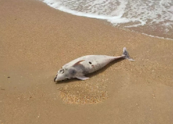 Специалисты не могут установить причины массовой гибели дельфинов в Анапе