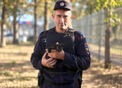 В Анапе полицейские спасли котёнка с дерева — теперь Черныш живёт в отделе МВД