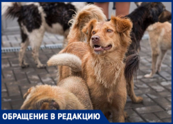 Возле ЖК «Развитие» стая собак нападает на детей и кошек