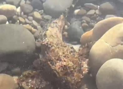 В прибрежной зоне Анапы можно встретить морского ёрша