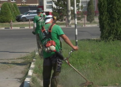 В Анапе серьёзно занялись ликвидацией амброзии