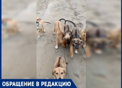 Улицу Прибрежную в Супсехе облюбовала свора бездомных собак