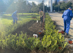 В Анапе продолжается компенсационная высадка зеленых насаждений