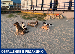 «На пляже «Фотини» в Анапе бегает свора собак – того и гляди, покусают»