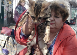 В Анапе за 5 000 рублей продают потомка бенгальского тигра