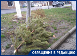 Анапчанка предложила давать "вторую жизнь" ёлкам, выброшенным на улицу после праздников