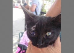 В Анапе из пневматического ружья расстреляли кошку