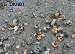 От шторма есть и выгода: пляжи Анапы усыпаны тысячами рапанов