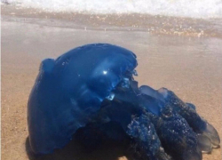 Под Анапой в станице Благовещенской обнаружили ярко-синюю средиземноморскую медузу