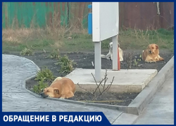 20 бродячих собак не дают спокойно жить анапчанам на улице Омелькова