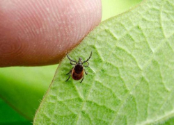 Анапчане обсуждают: могут ли укусы клещей быть полезными?