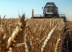 Аграрии Анапы могут компенсировать затраты по агрострахованию