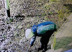 Анапчанка, у которой срывают цветы, считает, что над её домом нависло проклятье