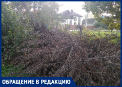 Инна Власова считает, что спиленные ветки могут стать причиной пожара в станице Анапской