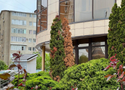 Чтобы не желтели: туи и сосны в Анапе обработают от клещей и златки