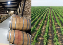 Дело на миллиард: под Анапой построят новую виноделью и высадят виноградники