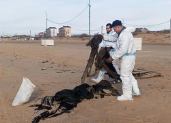 Появились новые данные мониторинга пляжей Анапы 