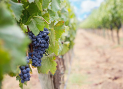 Депутаты решили поддержать анапских виноделов