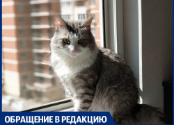 Этому городу нужен герой: анапчанин предложил сделать котов символом курорта