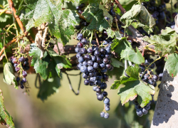 В Анапе собирают богатый урожай винограда