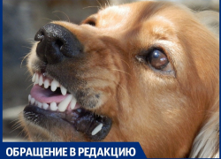 В Анапе на мужчину напала злая собака, но он нашёл секретные слова, чтобы остановить её