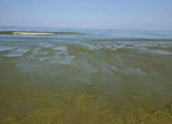 Вместо лазурного — ядовито-зелёный. Что случилось с морем в Анапе?
