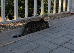 Республика котиков: почему в Анапе так много котов