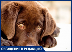 В Анапе неизвестные объявили жестокую охоту на бездомных кошек и собак