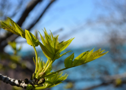Во Всемирный день риса в Анапе будет облачно и пасмурно