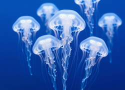 Медузы захватили Азовское море в Анапе: учёные предлагают перерабатывать их в кремы