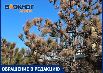 Засохшие донельзя деревья и грязные набережные — Анапа нуждается в срочном уходе