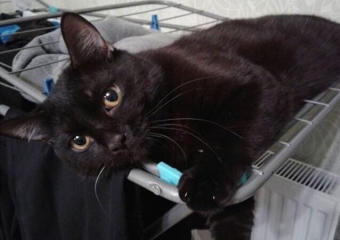 В Анапе хозяева ищут кота, а пёс сам в поиске хозяина