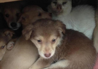 Рядом с Анапой шестерых выброшенных щенков согревает кот