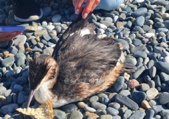 Анапчане сообщают о «массовой гибели» птиц в районе курорта