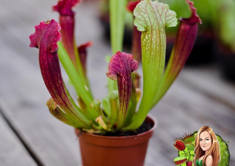 25 августа в Анапе пройдет выставка-продажа комнатных растений и экспозиция рептилий и насекомых