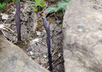 «Чудо под ногами»: анапчанка обнаружила редчайшее растение -лимодорум недоразвитый