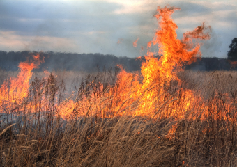 В Варваровке под Анапой загорелась трава: вспыхнуть огнём мог и лес
