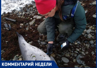 Как спасти дельфинов в результате разлива мазута: рассказали в Центре спасения дельфинов "Дельфа" 