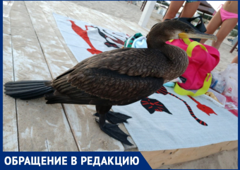 Екатерина Рязанова спрашивает, как помочь птице с поврежденным крылом на пляже под Анапой