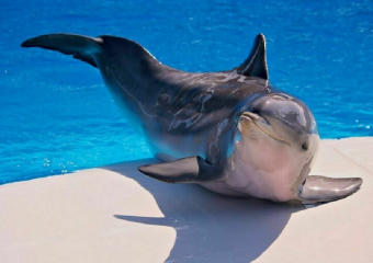 Вылов дельфинов у берегов Анапы запретят в 2024 году