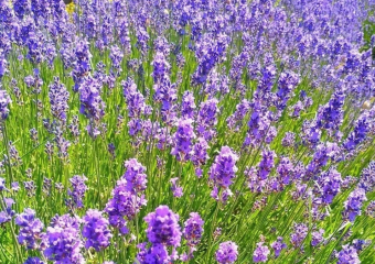 «Анапский Прованс» – где и когда можно увидеть цветение лаванды 