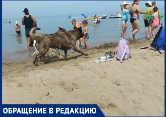 Гости курорта обратились к мэру с просьбой убрать бродячих собак с пляжа